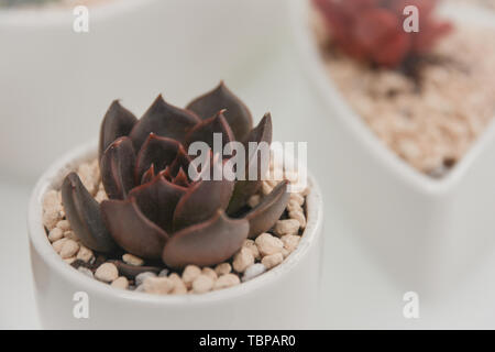 Fleischige Pflanze, Black Prince. Stockfoto