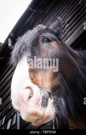 Schöne Shire Rasse Britisch Schwarz braunen und weißen Pferd Kopf Nase nach unten schauen. Stockfoto