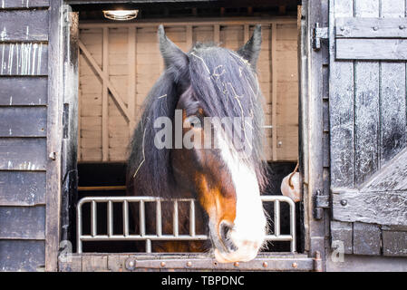 Schöne Shire Rasse Britisch Schwarz Braun und White Horse Head suchen aus dem Stall mit Heu im Haar Stockfoto