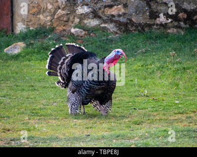 Eine Türkei strutting auf einem Bio-Bauernhof Stockfoto