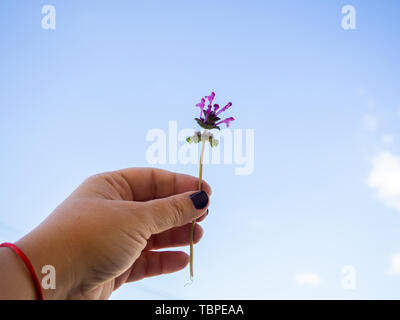 Eine Frau mit Nägel lackiert Lila mit Blumen in der Hand im Frühjahr. Stockfoto