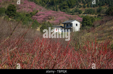 Mudanjiang Mei Garten Stockfoto