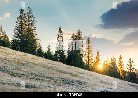 Rising Sun hinter den Bäumen auf dem Hügel Fichte. sonnigen Morgen im Apuseni Naturpark, Rumänien. schönen Herbst Hintergrund mit grasbewachsenen Hügel meado Stockfoto