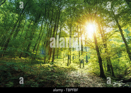 Sonnenlicht in der Urzeit Buchenwälder. schönen Sommer Natur Hintergrund der vihorlat Nationalpark in der Slowakei Stockfoto