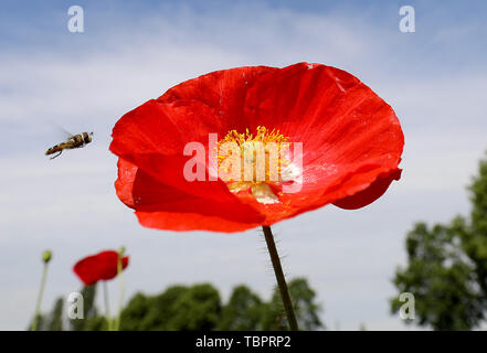 Köln, Deutschland. 03 Juni, 2019. Ein insekt fliegt in die Blume eines Poppy. Credit: Oliver Berg/dpa/Alamy leben Nachrichten Stockfoto