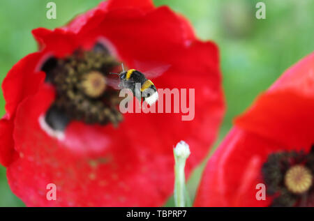 Köln, Deutschland. 03 Juni, 2019. Eine Hummel fliegt in die Blüte eines Poppy. Credit: Oliver Berg/dpa/Alamy leben Nachrichten Stockfoto