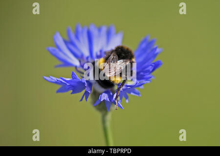 Köln, Deutschland. 03 Juni, 2019. Eine Hummel sitzt in der Blüte einer kornblume. Credit: Oliver Berg/dpa/Alamy leben Nachrichten Stockfoto