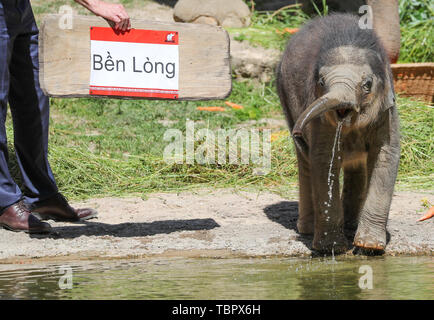 Leipzig, Deutschland. 03 Juni, 2019. Der kleine Stier Elefant kommt mit seiner Leihmutter Don Chung zu seiner Taufe im Leipziger Zoo. Tausende von Namen Vorschläge eingegangen war, Der siegreiche Vorschlag wurde Ben Lang. Das bedeutet so viel wie "heraus halten trotz Widrigkeiten'. Der kleine Elefant wurde am 25. Januar geboren. Nach, dass es auf den ersten holprigen ging, weil seine Mutter Hoa ihn nicht akzeptieren. Es ist auf Ersatz Milch gefüttert und nach dem Zoo, ist in letzter Zeit gut entwickelt. Kredite: Jan Woitas/dpa-Zentralbild/dpa/Alamy leben Nachrichten Stockfoto