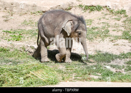 Leipzig, Deutschland. 03 Juni, 2019. Der kleine Stier Elefant geht an den Leipziger Zoo am Tag seiner Taufe. Der kleine Elefant wurde am 25. Januar 2019 geboren. Kredite: Jan Woitas/dpa-Zentralbild/dpa/Alamy leben Nachrichten Stockfoto