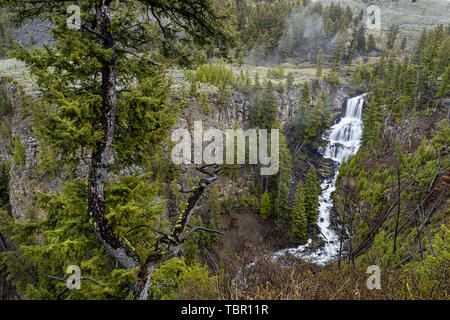 Schöne Undine liegt im nördlichen Teil des Yellowstone Parks. Stockfoto