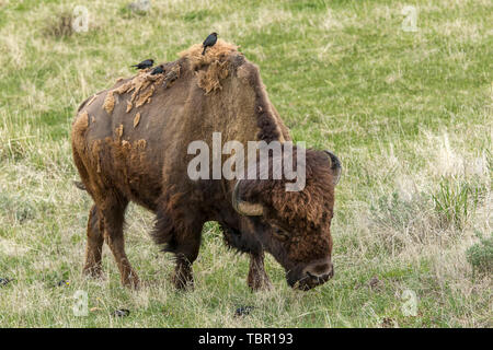 Ein Bison im Yellowstone National Park Schürfwunden während Vögel barsch. Stockfoto