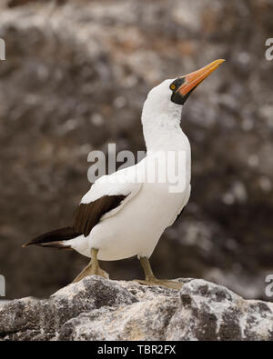 Nazca Tölpel (Sula granti) - Espanola Island, Galapagos Stockfoto