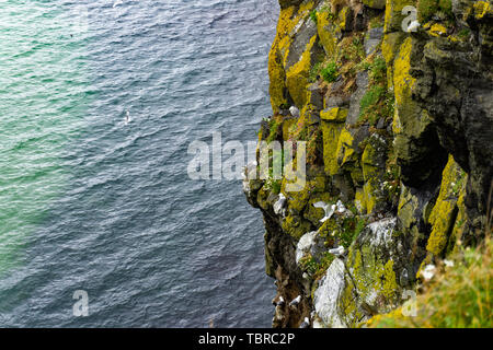 Klippen mit einer Späne von Möwen an den Klippen in Irland Stockfoto