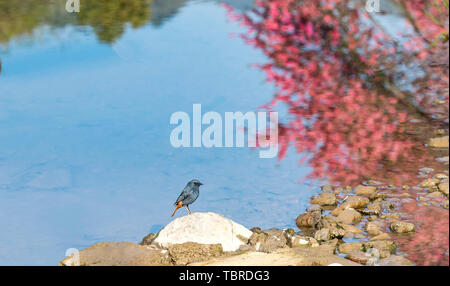 Red-tailed Robins im Frühjahr. Ein Red-tailed Robin Futter durch das Wasser am Ufer des Peach Blossom Creek im Frühjahr. Stockfoto