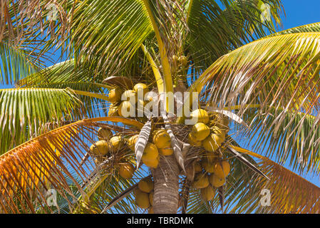 Frische Kokosnuss am Baum, Kokosnuß-Cluster auf Kokosnuss Palmen am blauen Himmel. Stockfoto