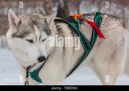 Junge Husky Rüde gebunden in Winter Stockfoto