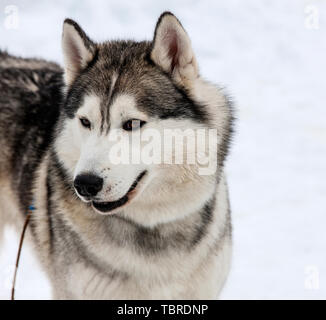 Junge Husky Rüde gebunden in Winter Stockfoto