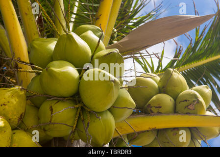 Frische Kokosnuss am Baum, Kokosnuß-Cluster auf Kokosnuss Palmen am blauen Himmel. Stockfoto