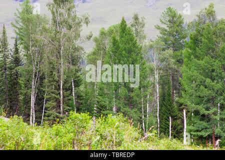 Birken in Kanas malerischen Ort im Sommer Stockfoto