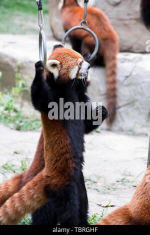 Kleinen Panda. Stockfoto