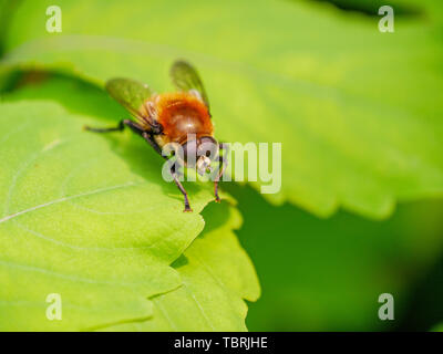 Narzisse Birne fliegen (Merodon equestris). Stockfoto