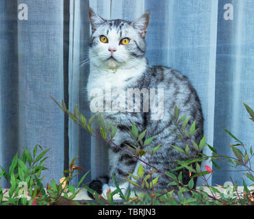 Katzen. Stockfoto