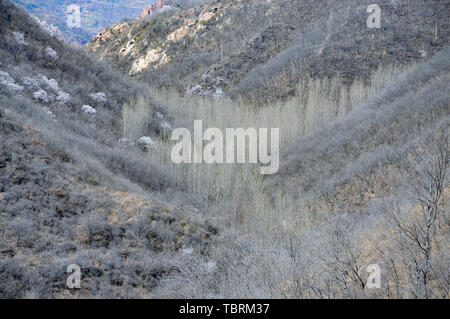 Henan Xinmijianshan Aprikose Blume Festival Stockfoto