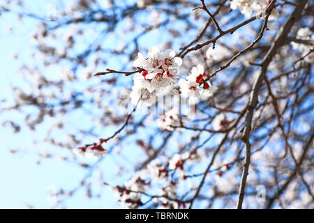 Schöne blühende Baum im Freien Stockfoto