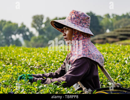 Mae Salong, Tahiland - 2019-03-12 - Frauen Ernte Teeblätter. Stockfoto