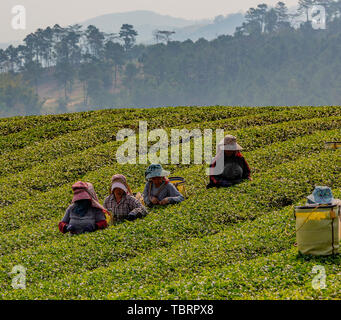 Mae Salong, Tahiland - 2019-03-12 - Frauen Ernte Teeblätter. Stockfoto