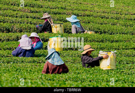 Mae Salong, Tahiland - 2019-03-12 - Frauen Ernte Teeblätter. Stockfoto