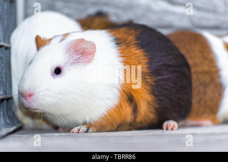 Drei Meerschweinchen in der Ecke ausruhen. Stockfoto