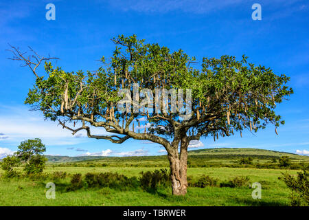 Wurst-Baum Stockfoto