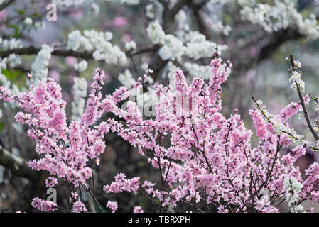 Pfirsich und Birne Blüten Blüten in Longquanyi, Chengdu Stockfoto