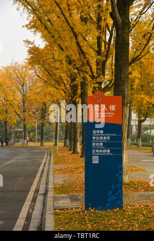 Ginkgo Allee, Chengdu Universität elektronische Wissenschaft und Technologie Stockfoto