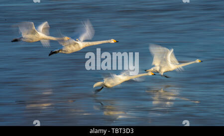 Setzen Sie die Segel. Stadtbezirk Rongcheng Swan Lake Nature Reserve ist eine Überwinterung Lebensraum für große Schwäne. Große Schwäne auf der Meeresoberfläche und sind sogar noch mehr schöne, langsame Tür. Große Schwäne sind zweiter Klasse für geschützte Tiere im Land. Stockfoto