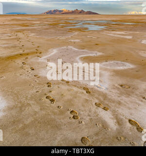 Square Footprints von Mensch und Hund auf dem Braunen sandigen Ufer eines Sees bedruckt Stockfoto