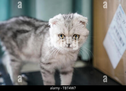 Kätzchen, Ohr - Folding cat. Stockfoto