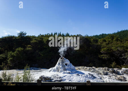 Lady Knox Geysir, Wai-O-Tapu Thermal Wonderland, Rotorua Stockfoto