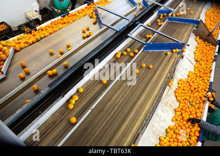 Die industrielle Moderne tech Produktion Sortieranlage von Reifen köstliche Zitrusfrüchte in Verpackungsanlage Stockfoto