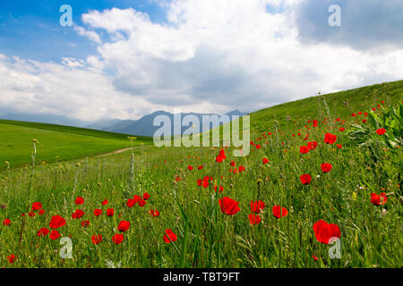 Mohnblumen Wunderschön blühende Wiese von Mohn in den Strahlen der untergehenden Sonne. Schönen Frühling und Sommer natürlichen Hintergrund. Stockfoto