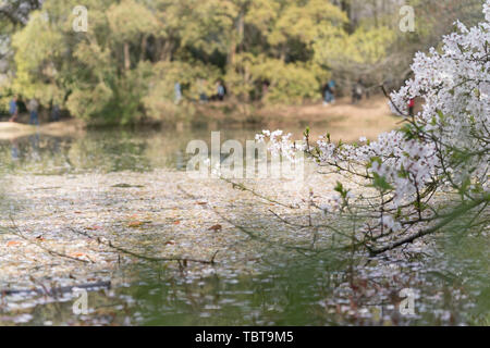 Kirschblüten im Touzhu Stockfoto