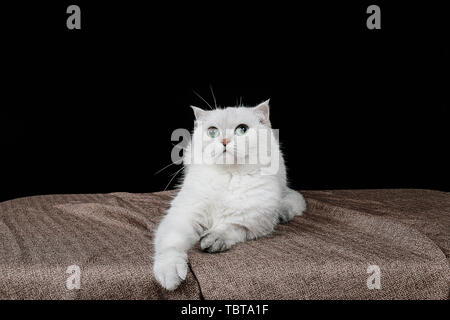 Haustier Katze Fotografie Stockfoto