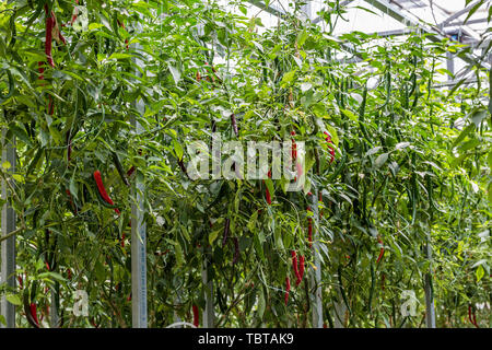 Drei-dimensionale Anpflanzung von Chili peppers, in Shandong Qingdao Gemüse Expo gefilmt. Stockfoto