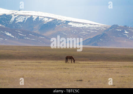 Ein Pferd frisst allein unter den Snowy Mountains auf dem Bayinbrook Prairie im frühen Frühjahr Stockfoto