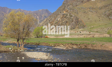 Ein einsamer Baum wächst auf der Steinernen Bank von einem Berg River. Altai, Sibirien, Russland. Stockfoto