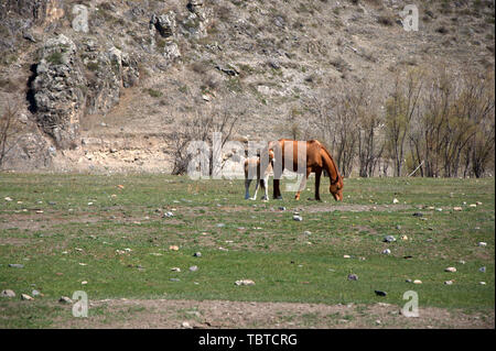 Nach Pferd mit Fohlen am Fuße des Berges weiden. Altai, Sibirien, Russland. Stockfoto