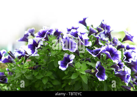 Weiß und Violett Petunie Blumen Stockfoto