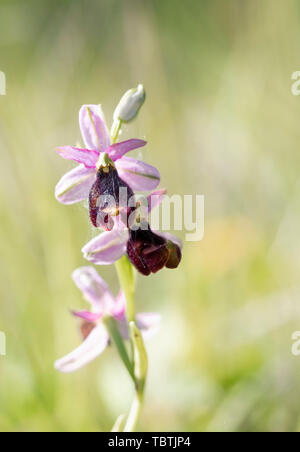 Ophrys bertolonii, ein Wild Orchid ist ein typisches Merkmal der italienischen Apennin. Stockfoto