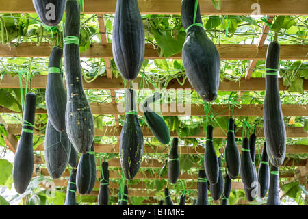 Eine lange Kürbis wächst unter einem Gerüst. Stockfoto